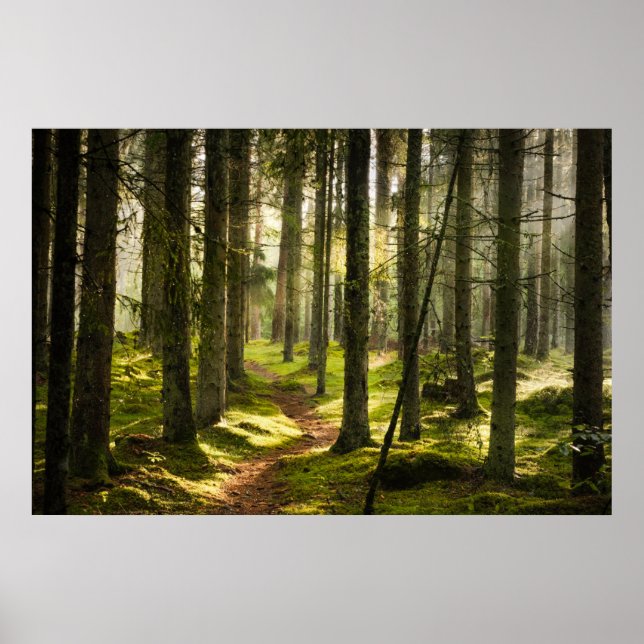 Affiche Forêt | Forêt boréale Suède (Devant)