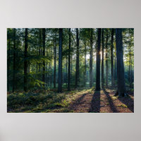 Forêt | Forêt Noire Allemagne