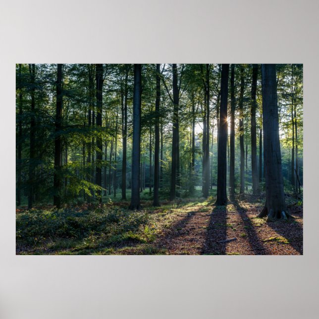 Affiche Forêt | Forêt Noire Allemagne (Devant)