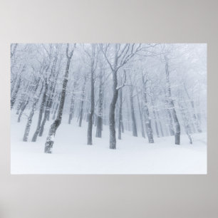 Affiche Forêt gelée couverte de neige en hiver