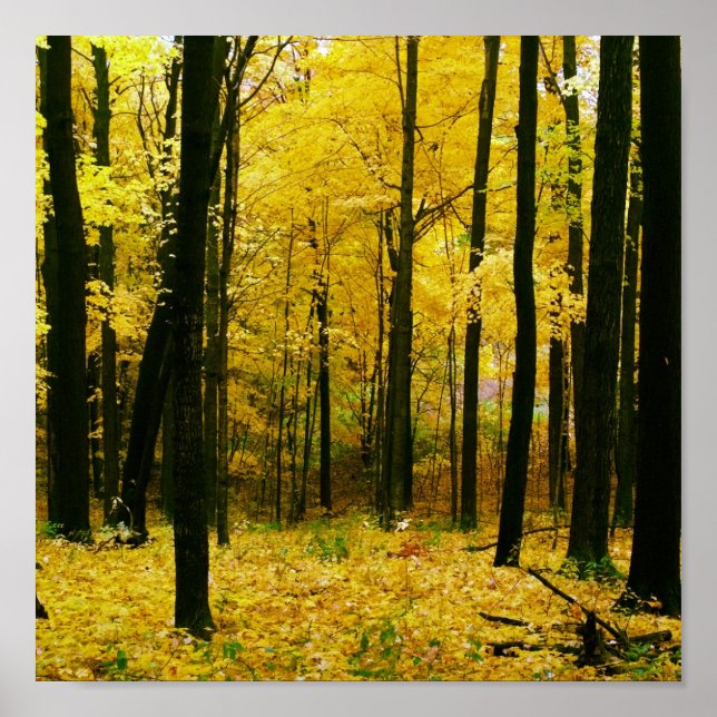Affiche Forêt jaune d'automne (Devant)