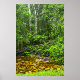 Affiche Forêt, Les forêts montagnardes de Knysna-Amatole