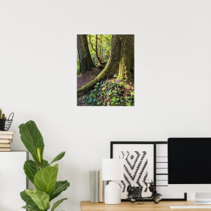 Affiche Forêt luxuriante et verdoyante Photographie de la