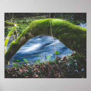 Affiche Forêt magique enchantée