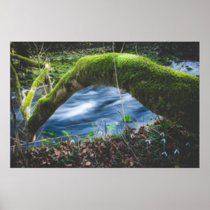 Affiche Forêt magique enchantée