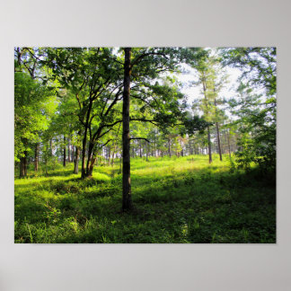 Affiche Forêt matinale