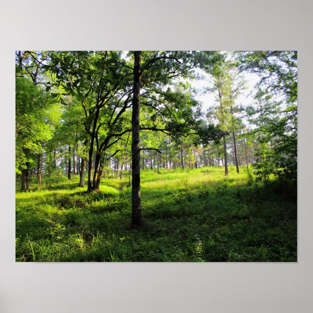 Affiche Forêt matinale (Devant)