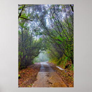 Affiche Forêt moussue