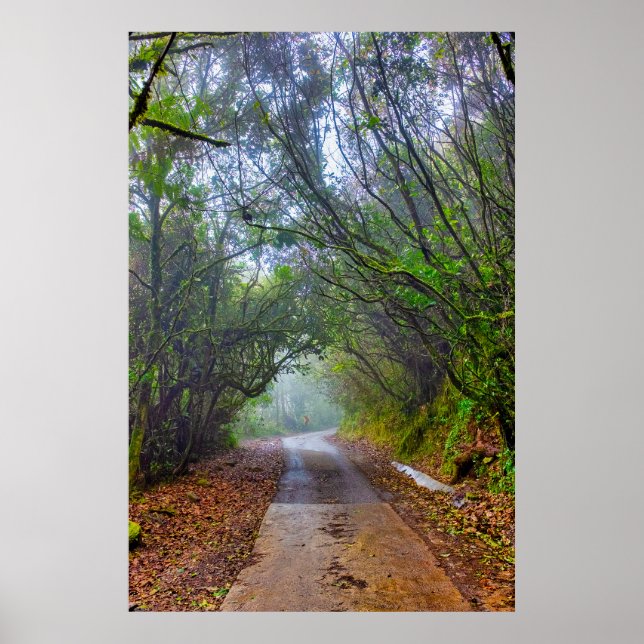 Affiche Forêt moussue (Devant)