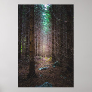 Affiche Forêt mystérieuse d'épinette