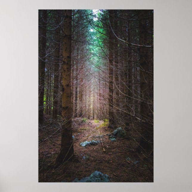 Affiche Forêt mystérieuse d'épinette (Devant)