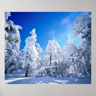 Affiche Forêt nationale de Cleveland