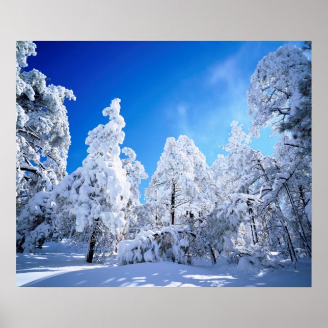 Affiche Forêt nationale de Cleveland (Devant)