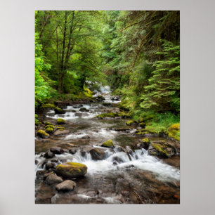 Affiche Forêt nationale de Siuslaw   Sweet Creek