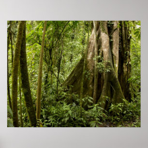Affiche Forêt nuageuse, Bosque de Paz, Costa Rica