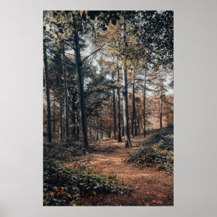 Affiche Forêt panoramique relaxante