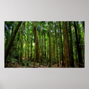 Affiche Forêt pluviale australienne