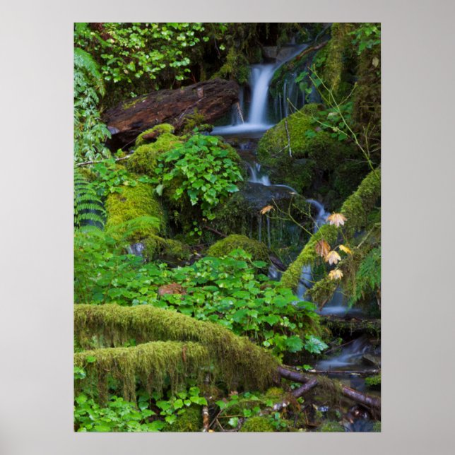 Affiche Forêt pluviale d'automne | Parc national Olympique (Devant)