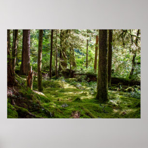 Affiche Forêt pluviale de la péninsule Olympique