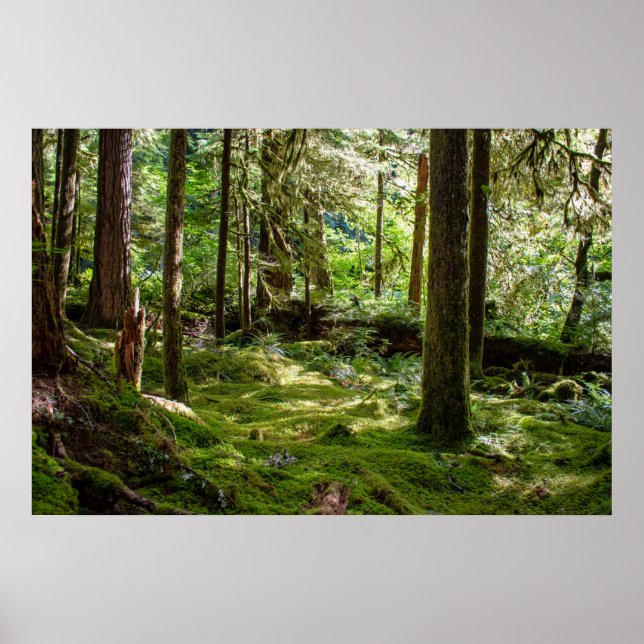 Affiche Forêt pluviale de la péninsule Olympique (Devant)