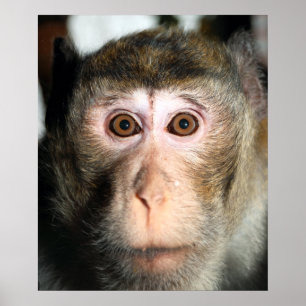 Affiche Forêt pluviale en voie de disparition