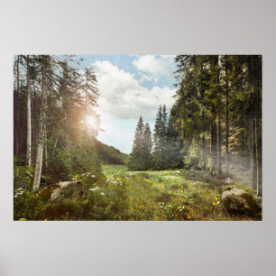 Affiche Forêt Sun Peeking Thru