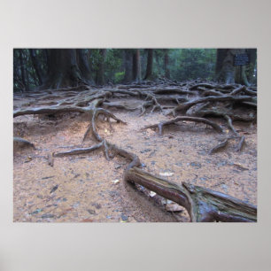 Affiche Forêt sur le mont Kurama