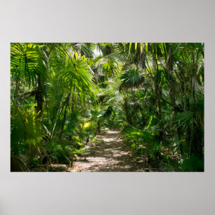 Affiche Forêt   Tropical Rainforest Tulum Mexique