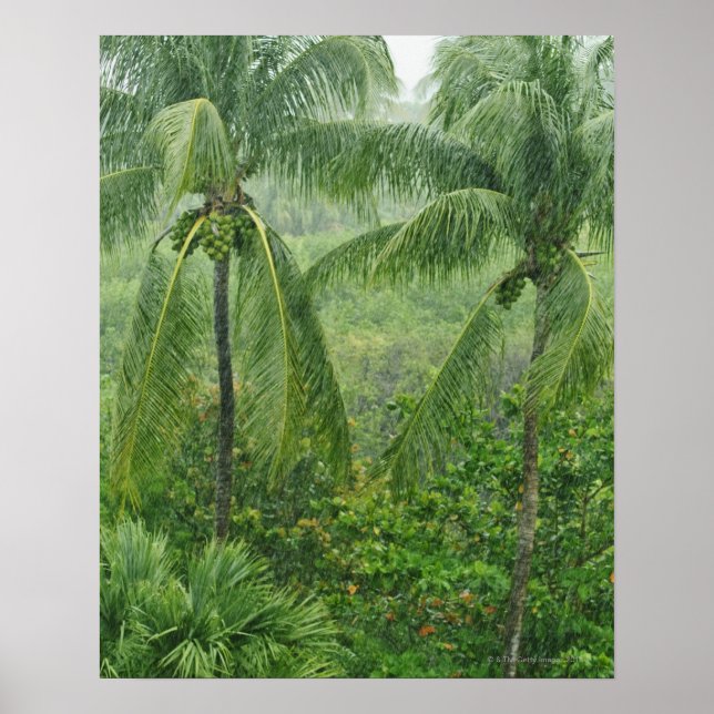 Affiche Forêt tropicale (Devant)