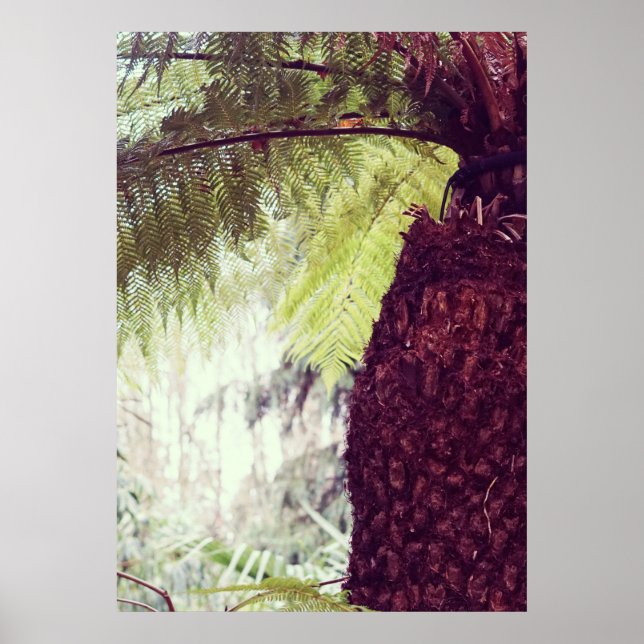 Affiche Forêt tropicale de fougères (Devant)