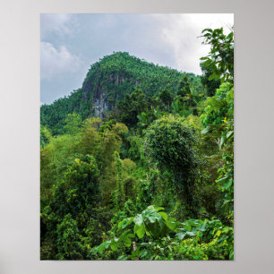 Affiche Forêt tropicale luxuriante et pic el yunque