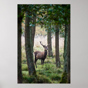 Affiche Forêt   Woodlands & Red Deer