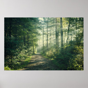 Affiche Forêts Chemin forestier Hambourg Allemagne