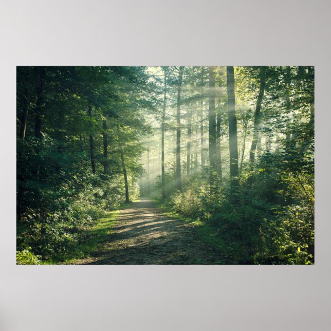 Affiche Forêts | Chemin forestier Hambourg Allemagne (Devant)