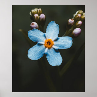 Affiche Forget Me Not