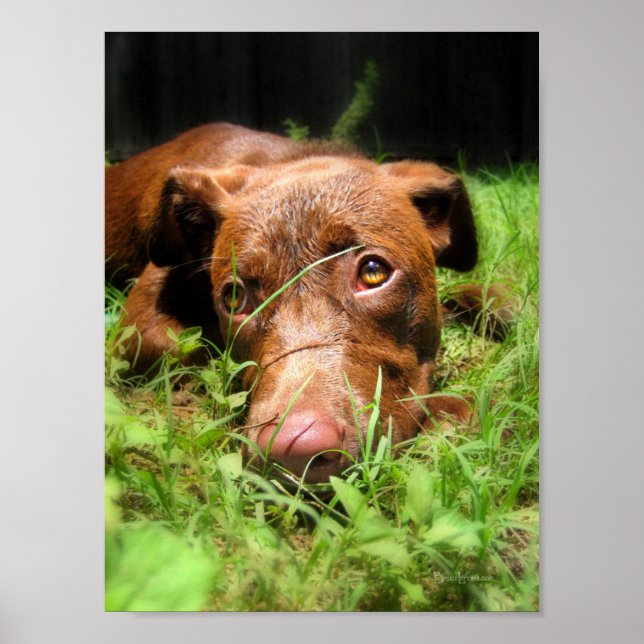 Affiche Forlorate Chocolate Lab Chiot (Devant)