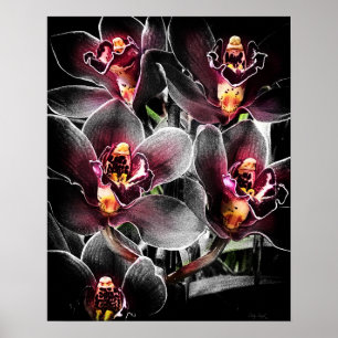 Affiche Format 4x5 Orchidée noire Img5459
