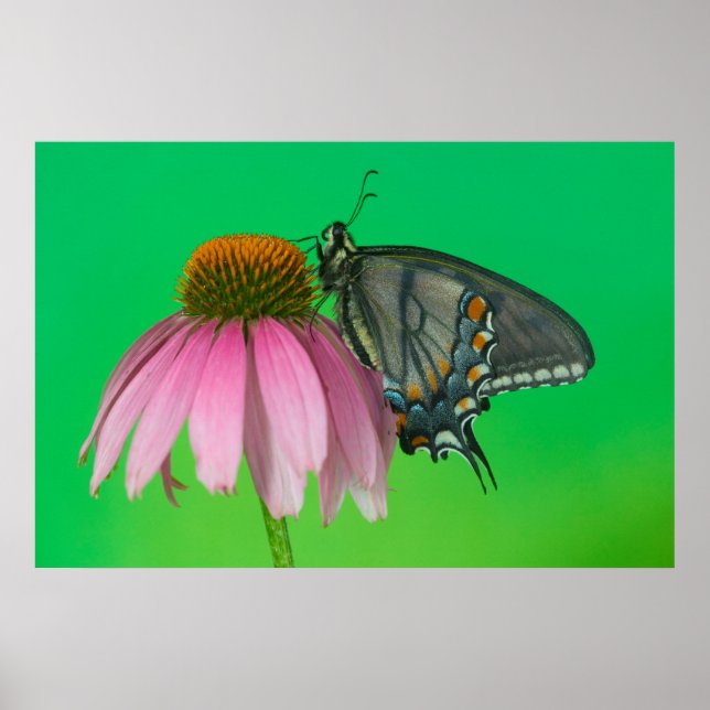 Affiche Forme noire de Papilio glaucus (Devant)