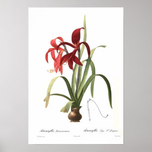 Affiche Formosissima d'amaryllis