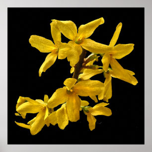 Affiche Forsythia
