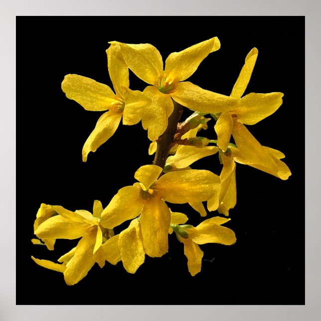 Affiche Forsythia (Devant)