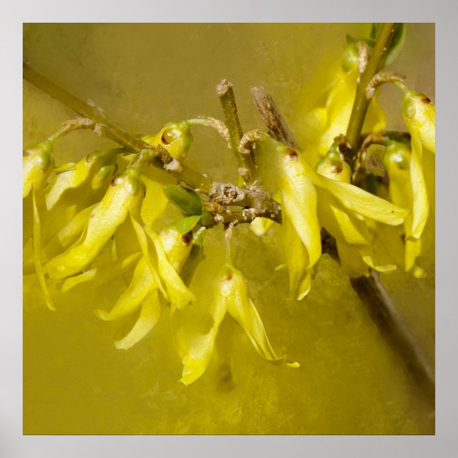 Affiche Forsythia - Soleil printanier (Devant)
