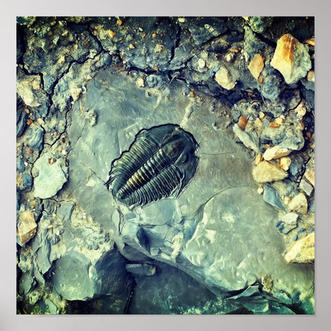 Affiche Fossile (Devant)