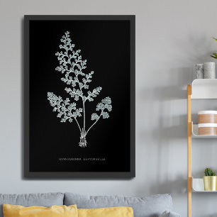 Affiche Fougère - Gymnogramma Leptophylla - Effet radiogra