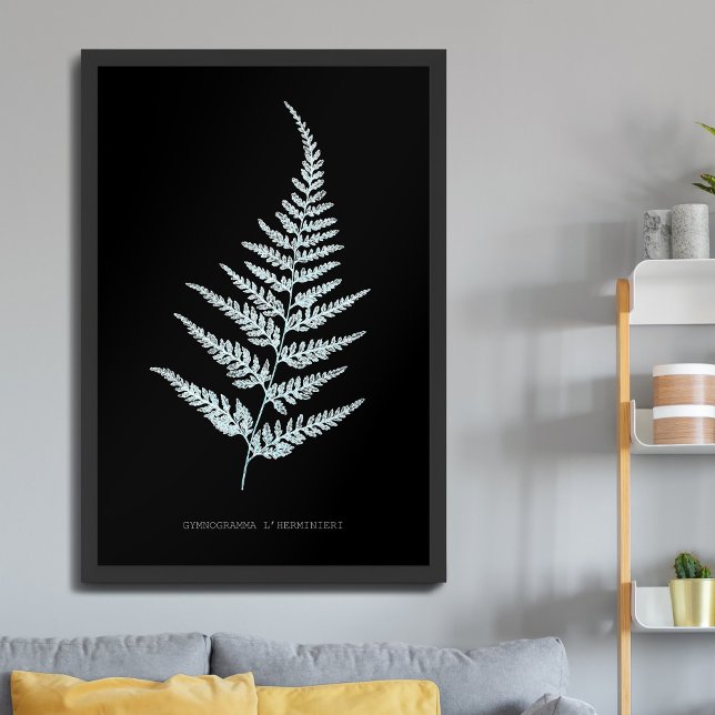 Affiche Fougère - Gymnogramma L'herminieri. Effet radiogra (Créateur téléchargé)