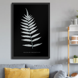 Affiche Fougère - Polypodyum Fraxinifolium - Effet radiogr