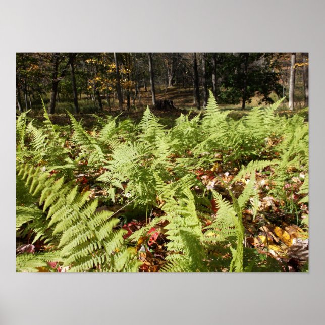 Affiche Fougères d'automne (Devant)