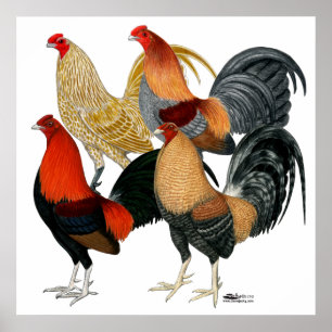 Affiche Four Gamecocks