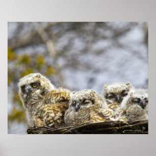 Affiche Four Great Horned Owl (Bubo Virginianus) Chicks