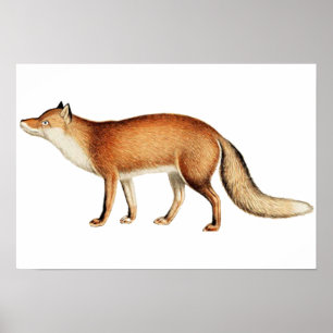 Affiche Fox
